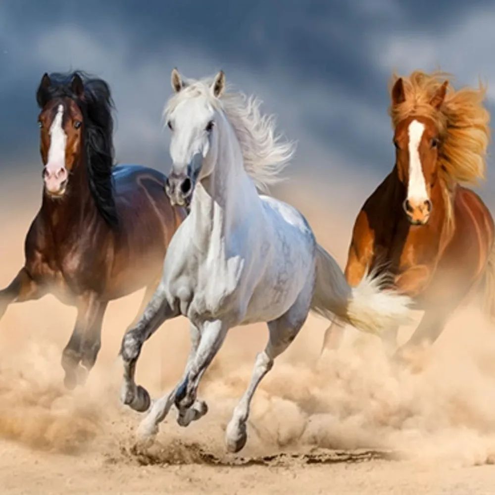 Pracht Creatives Hobby GmbH Diamond Painting Pferde im Galopp 40x50