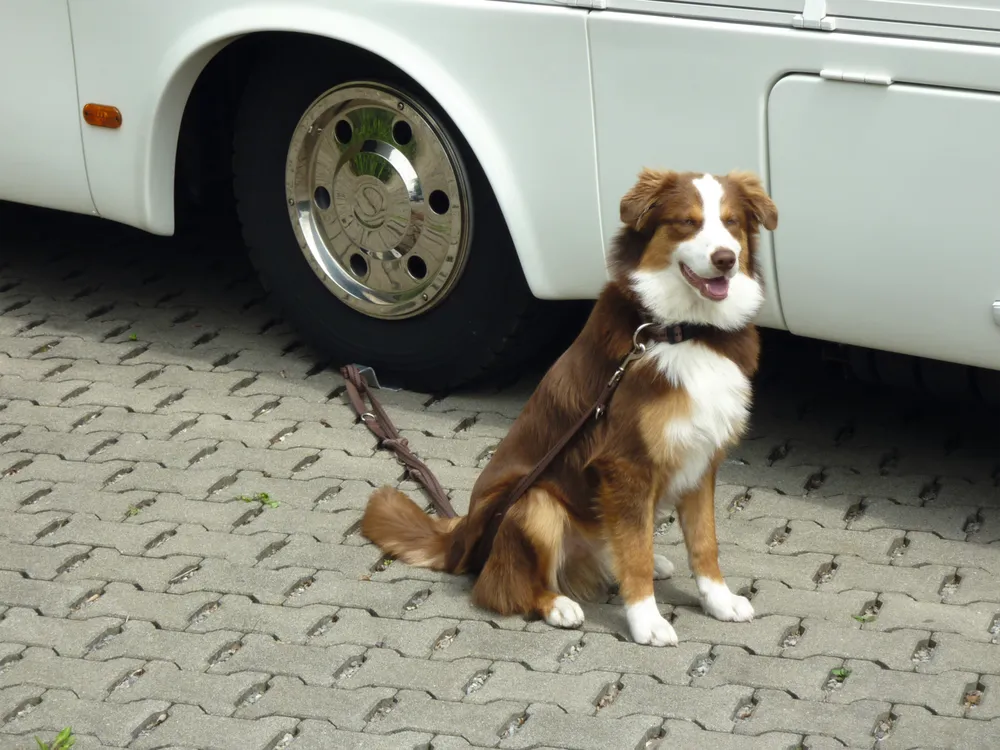 Linnepe Dog-Sitter